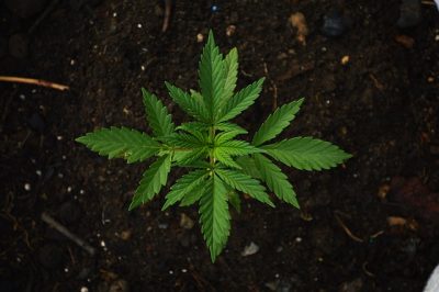 Using Cannabis
