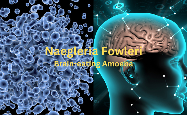 Naegleria Fowleri Brain-eating amoeba